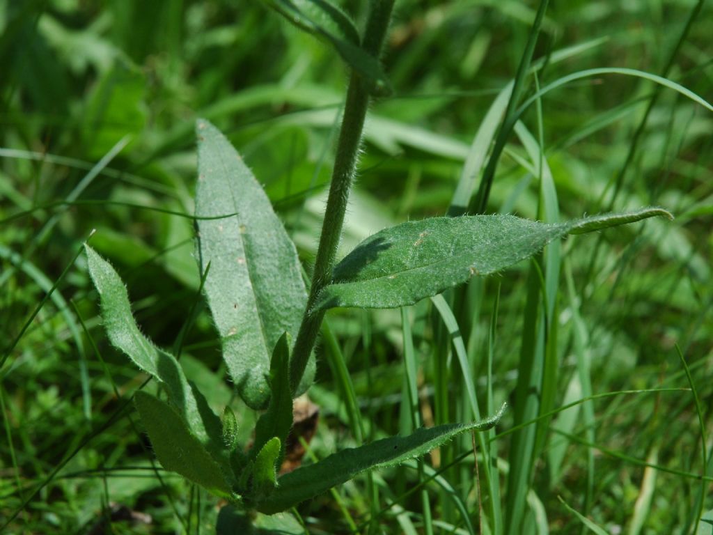 Anchusa officinalis / Buglossa comune